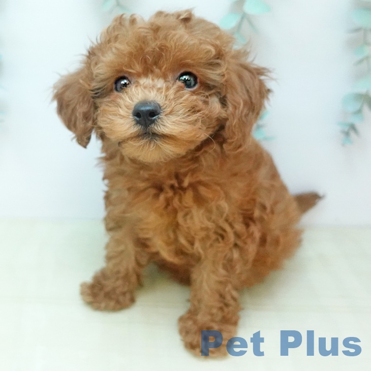 トイ・プードル