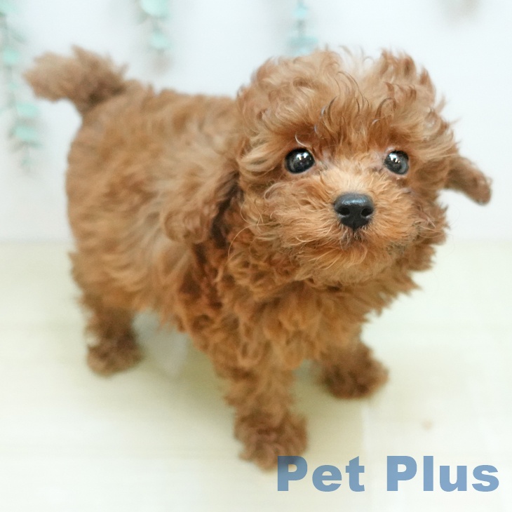 トイ・プードルの写真1