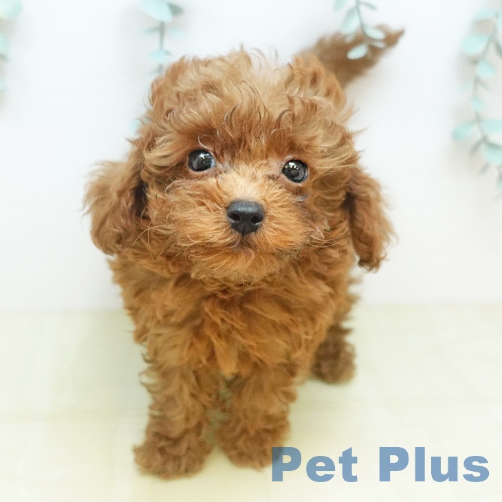 トイ・プードルの写真2