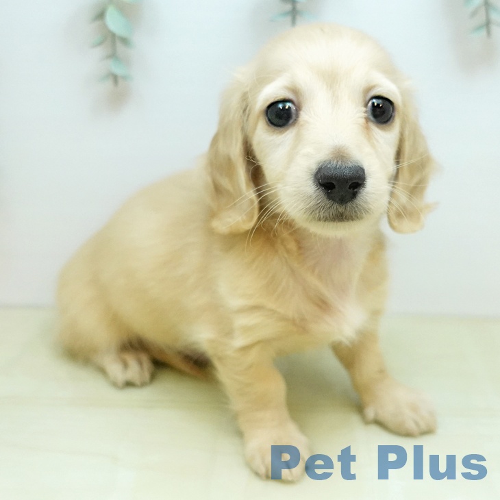 ミニチュア・ダックスフンドの写真1