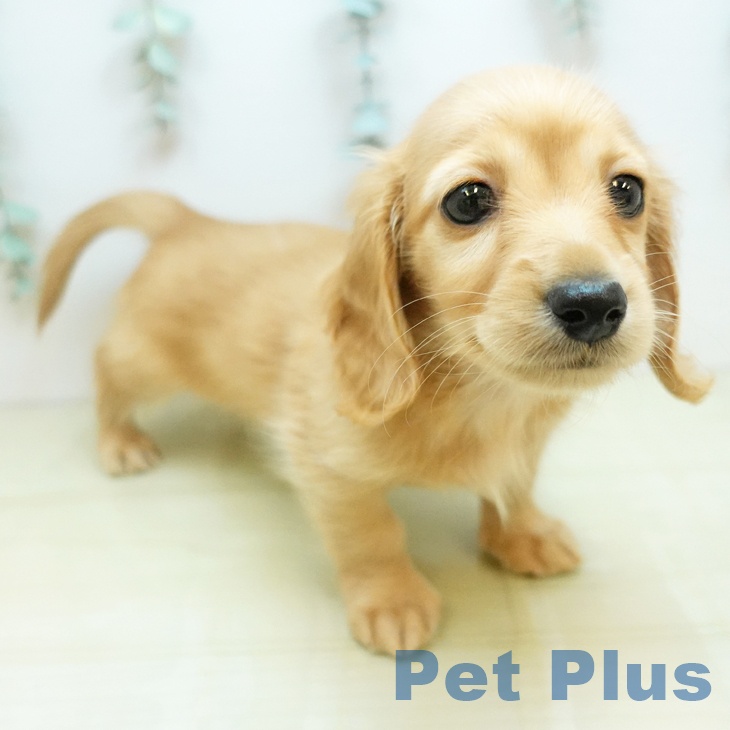 ミニチュア・ダックスフンド