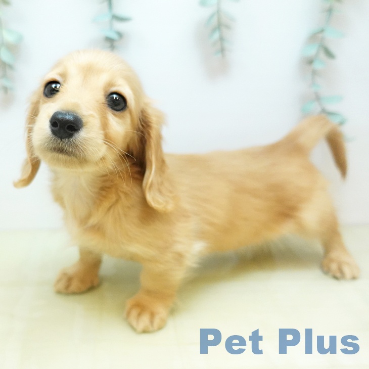 ミニチュア・ダックスフンドの写真2