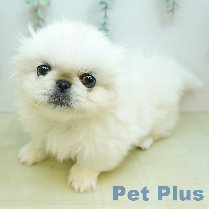 ペキニーズの写真2
