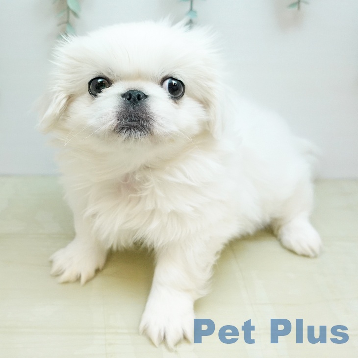 ペキニーズの写真2