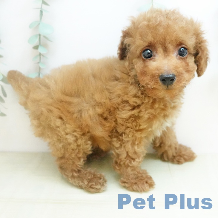 トイ・プードル