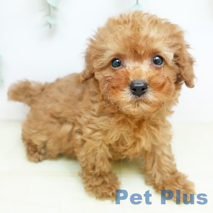 トイ・プードルの写真1