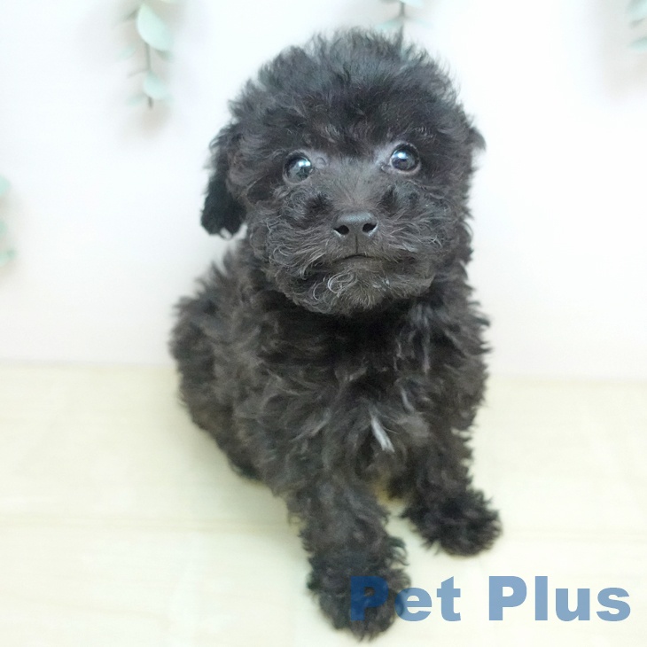 トイ・プードルの写真1