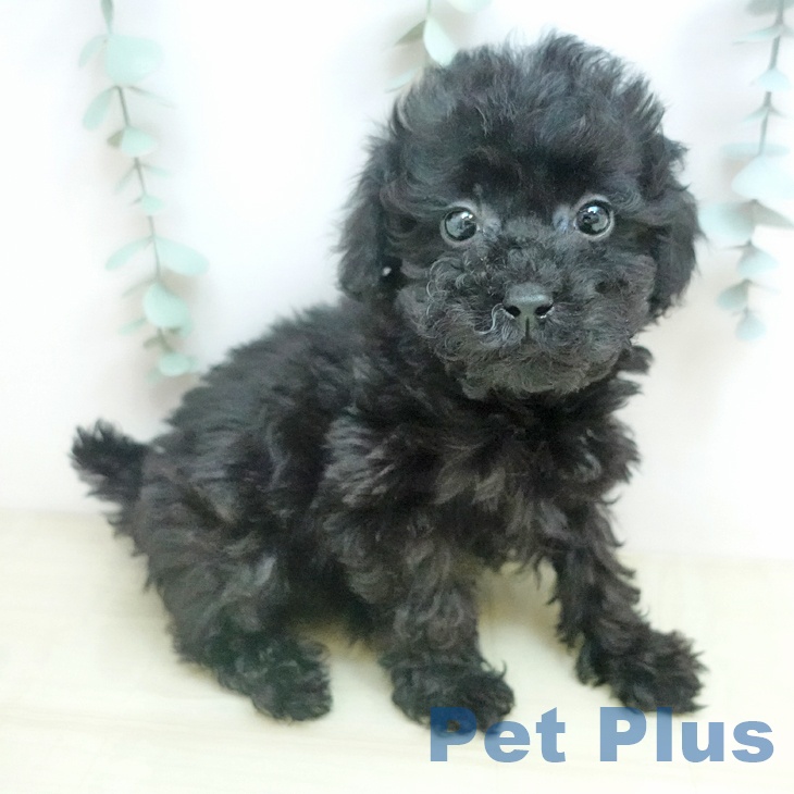 トイ・プードルの写真2