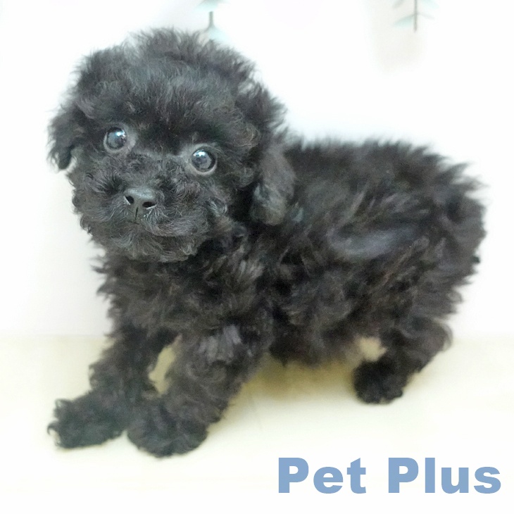 トイ・プードル