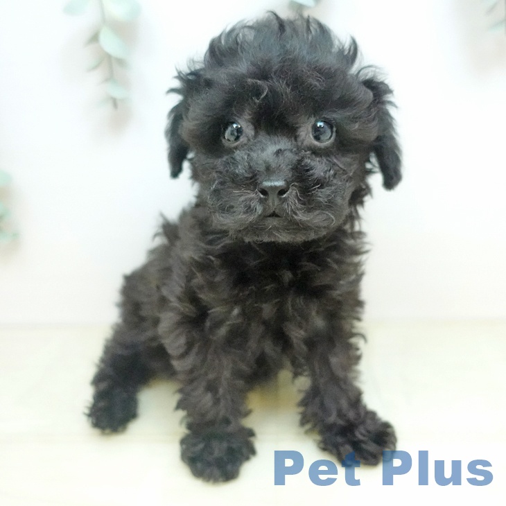 トイ・プードル