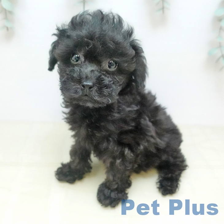 トイ・プードルの写真2