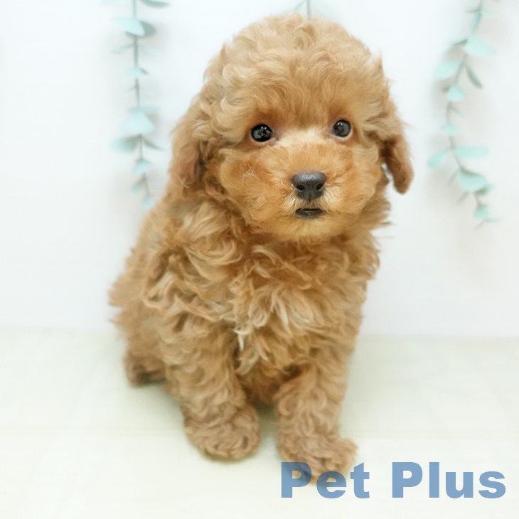 トイ・プードル