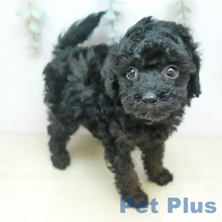 トイ・プードル