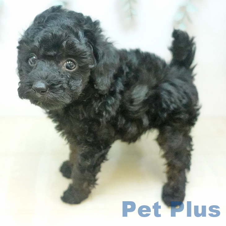 トイ・プードルの写真2