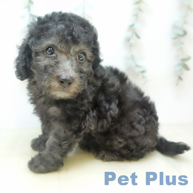 トイ・プードルの写真2