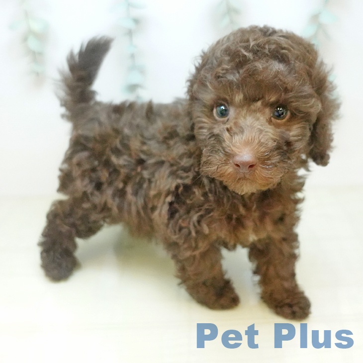 トイ・プードル