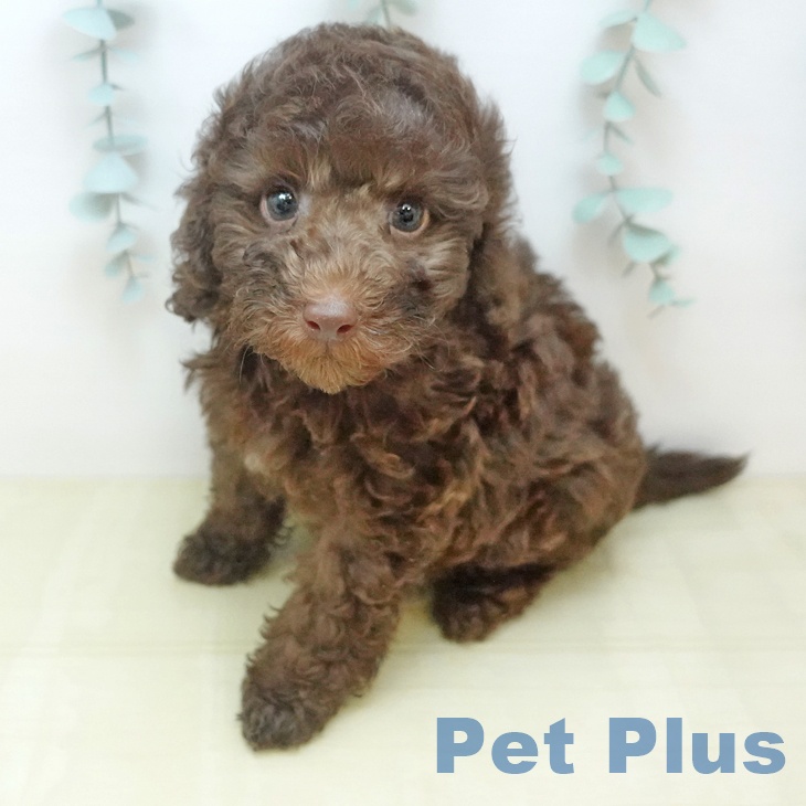 トイ・プードルの写真2