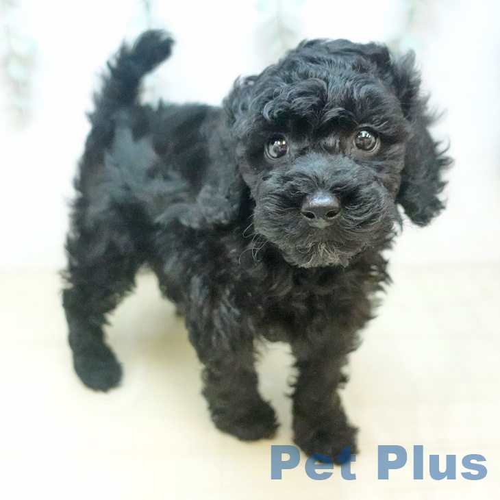 トイ・プードル