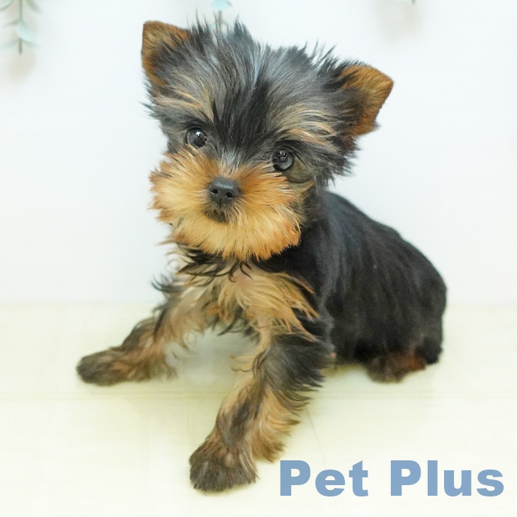 ヨークシャー・テリア