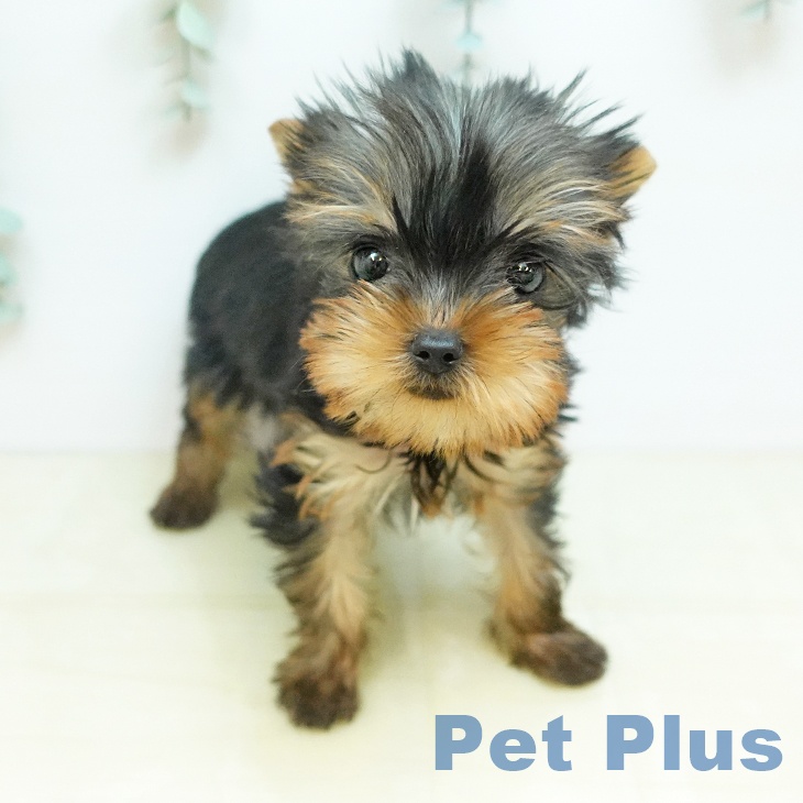 ヨークシャー・テリア