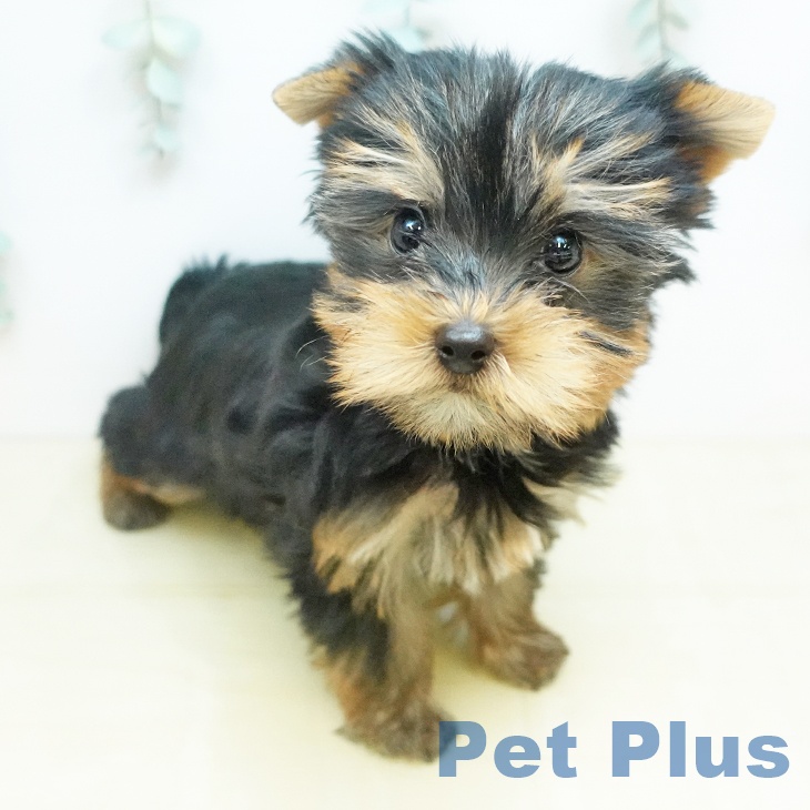 ヨークシャー・テリア