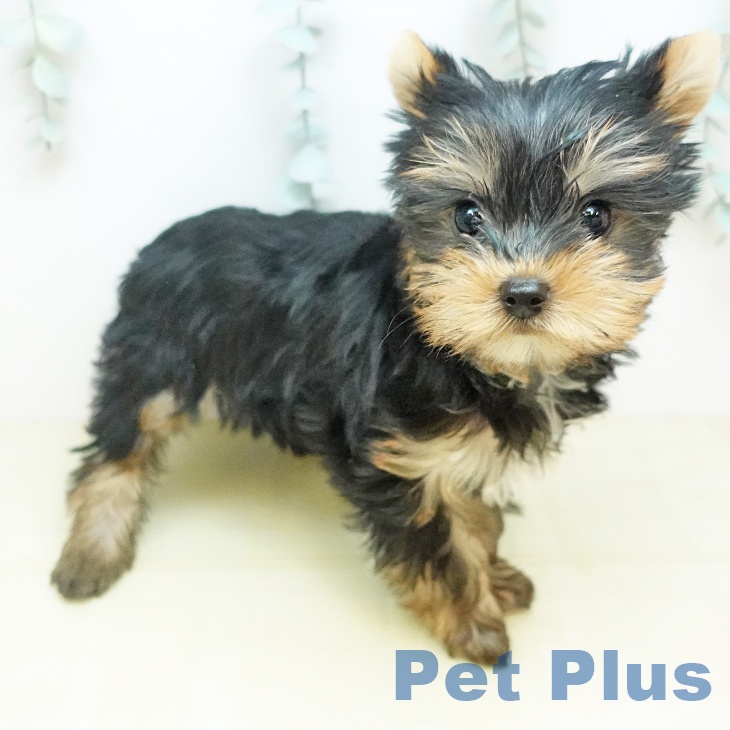 ヨークシャー・テリア