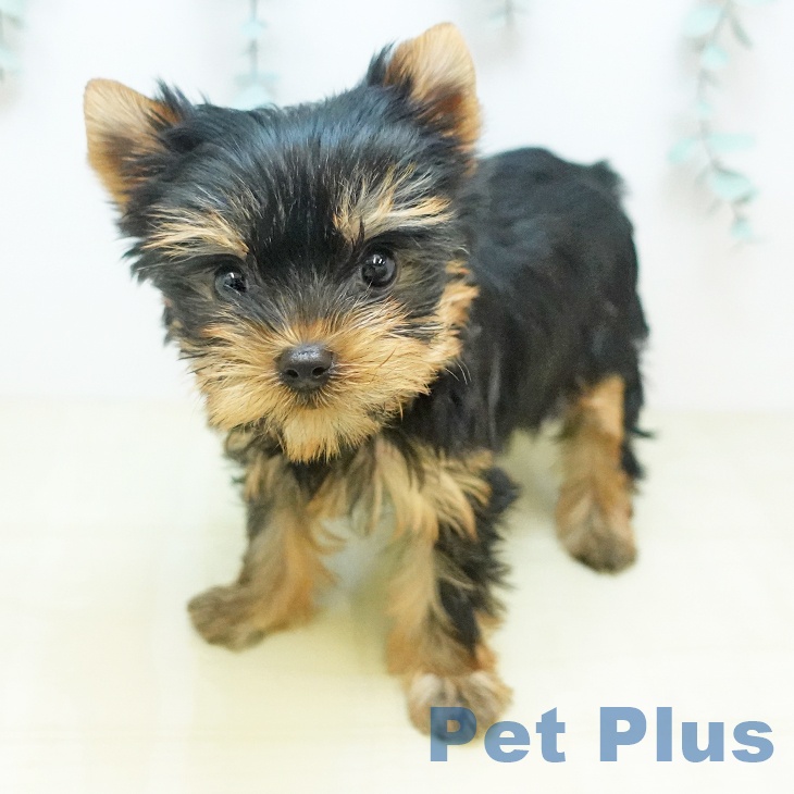 ヨークシャー・テリア