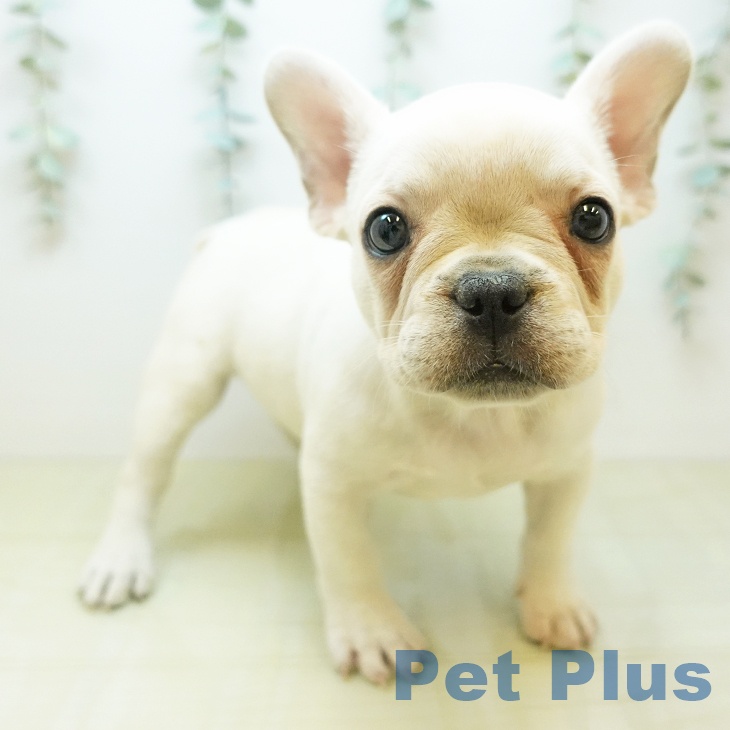 フレンチ・ブルドッグ