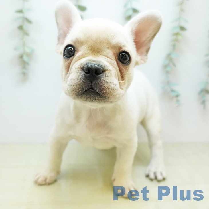 フレンチ・ブルドッグの写真2