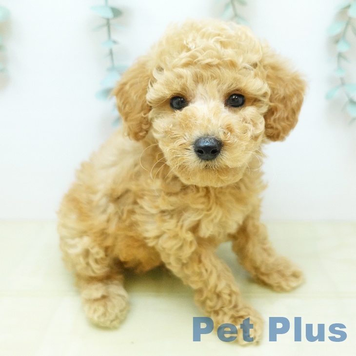 トイ・プードルの写真1