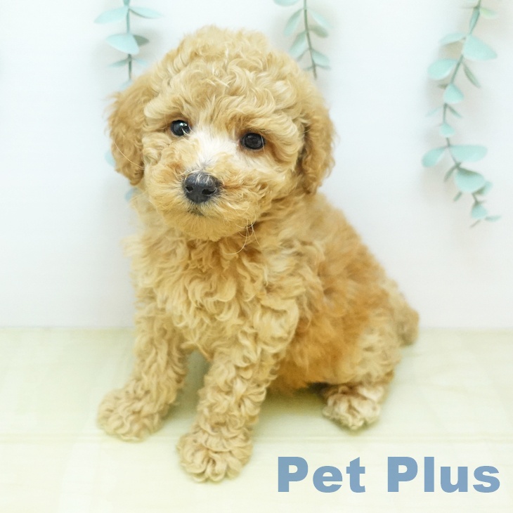 トイ・プードルの写真2