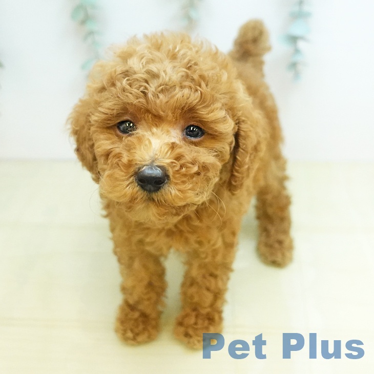 トイ・プードルの写真2