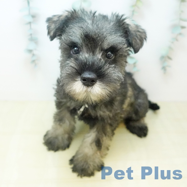 ミニチュア・シュナウザー