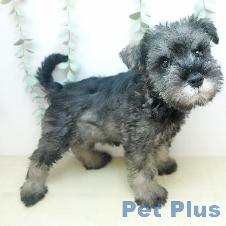 ミニチュア・シュナウザーの写真2