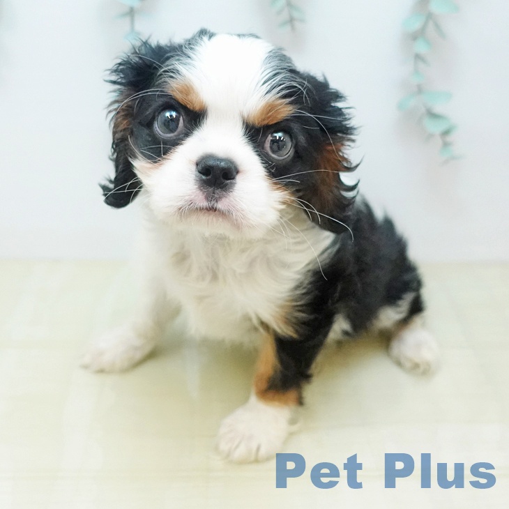 キャバリア・キングチャールズ・スパニエル