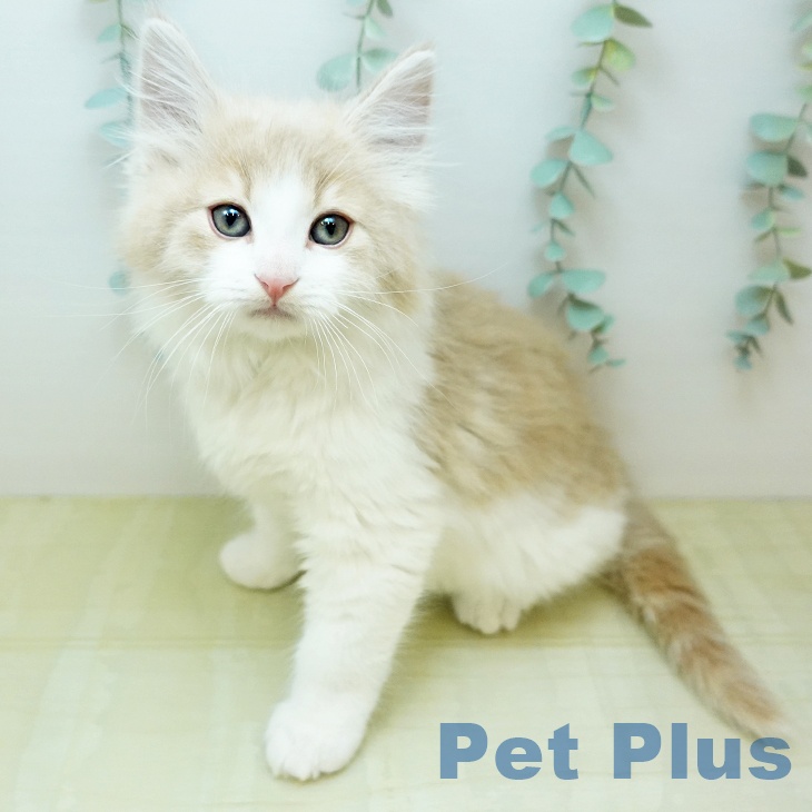 ノルウェージャンフォレストキャット