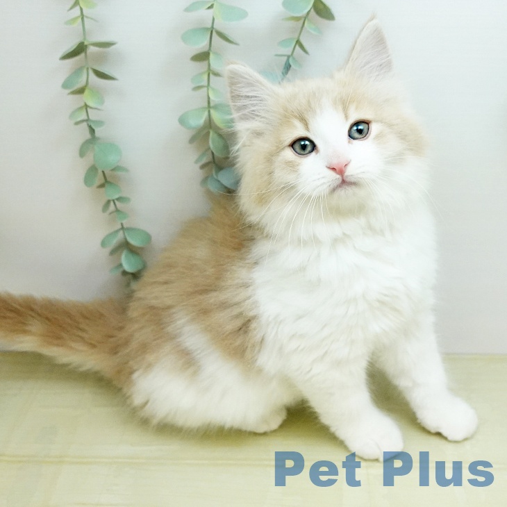 ノルウェージャンフォレストキャット