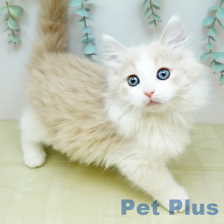 ノルウェージャンフォレストキャット