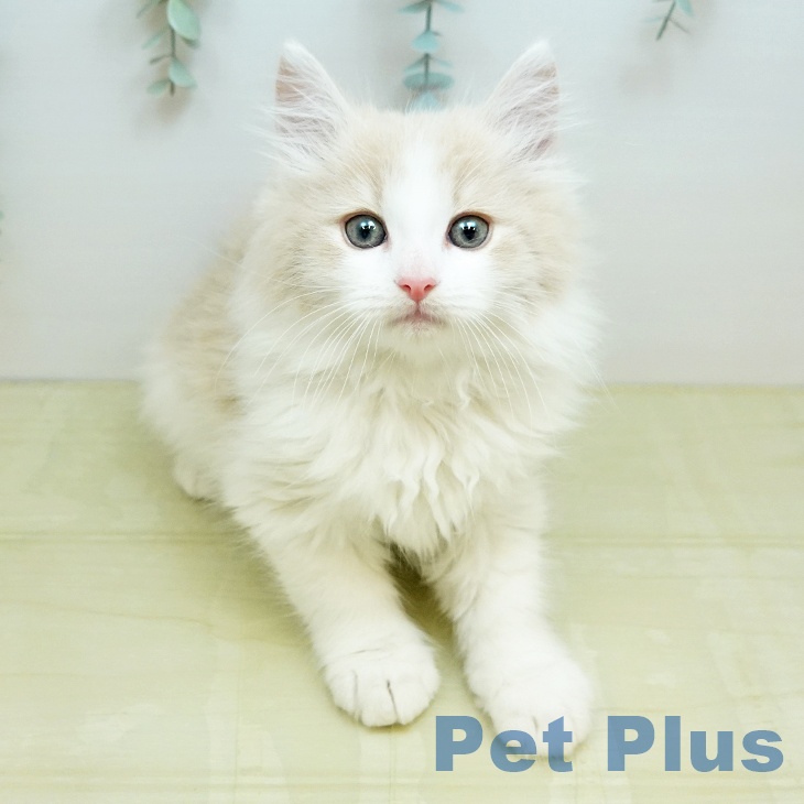 ノルウェージャンフォレストキャット