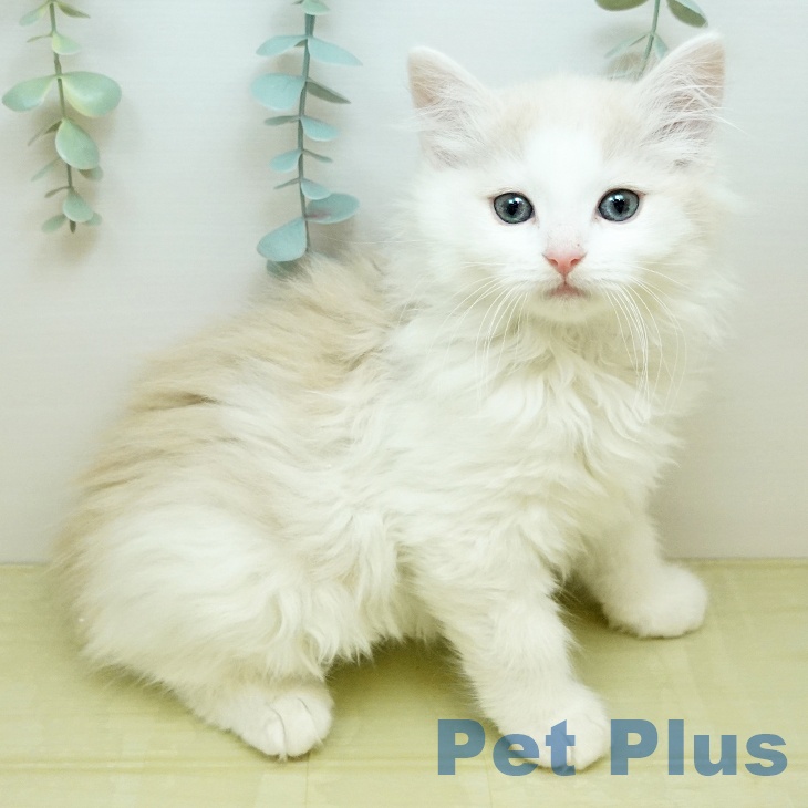 ノルウェージャンフォレストキャット