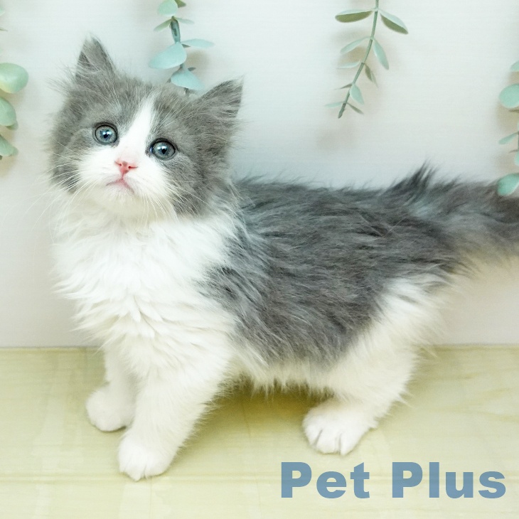 ノルウェージャンフォレストキャット