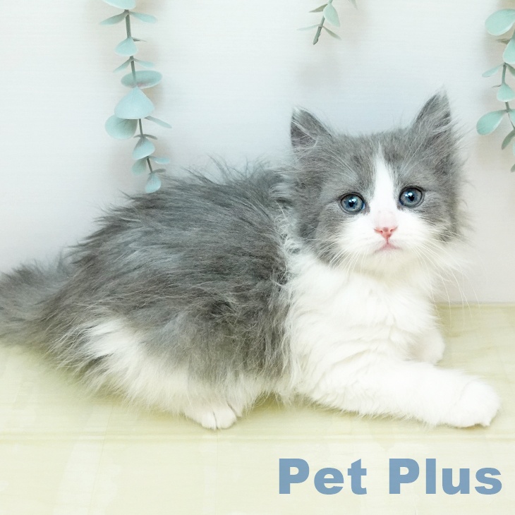 ノルウェージャンフォレストキャット