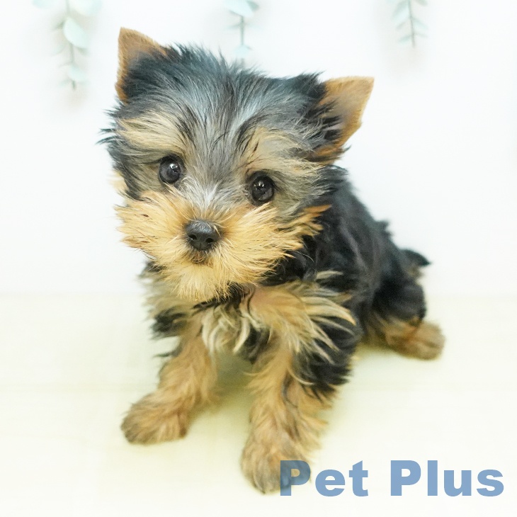 ヨークシャー・テリア