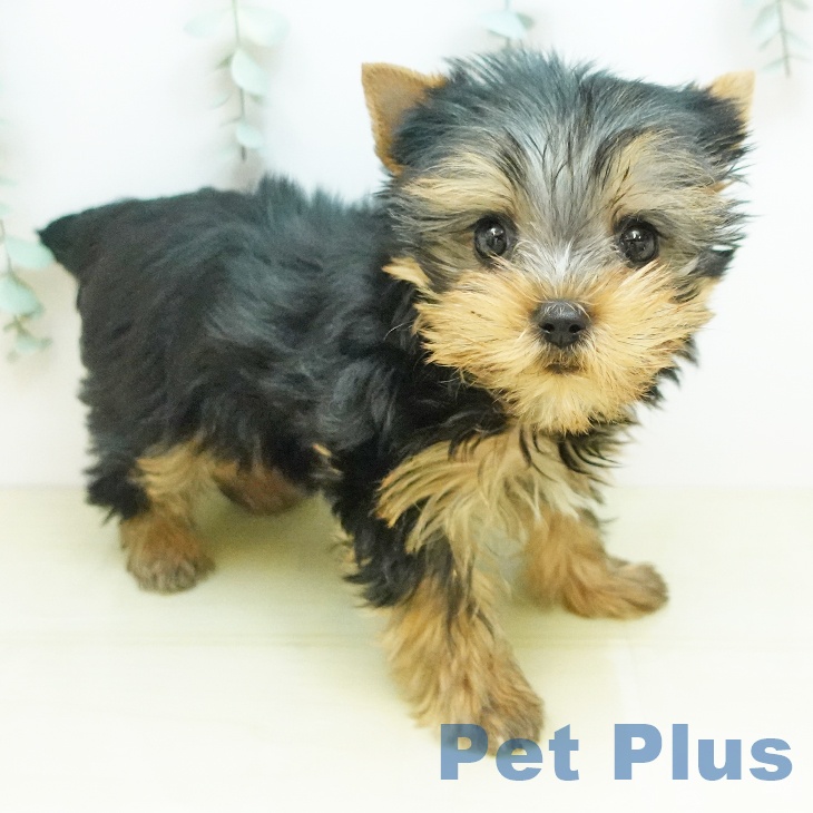 ヨークシャー・テリアの写真2