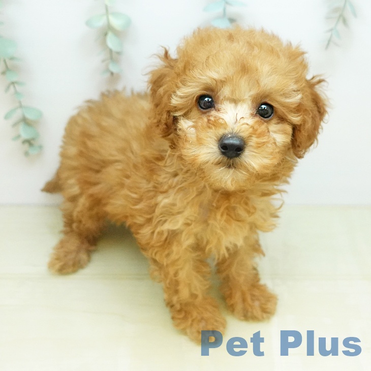 トイ・プードル