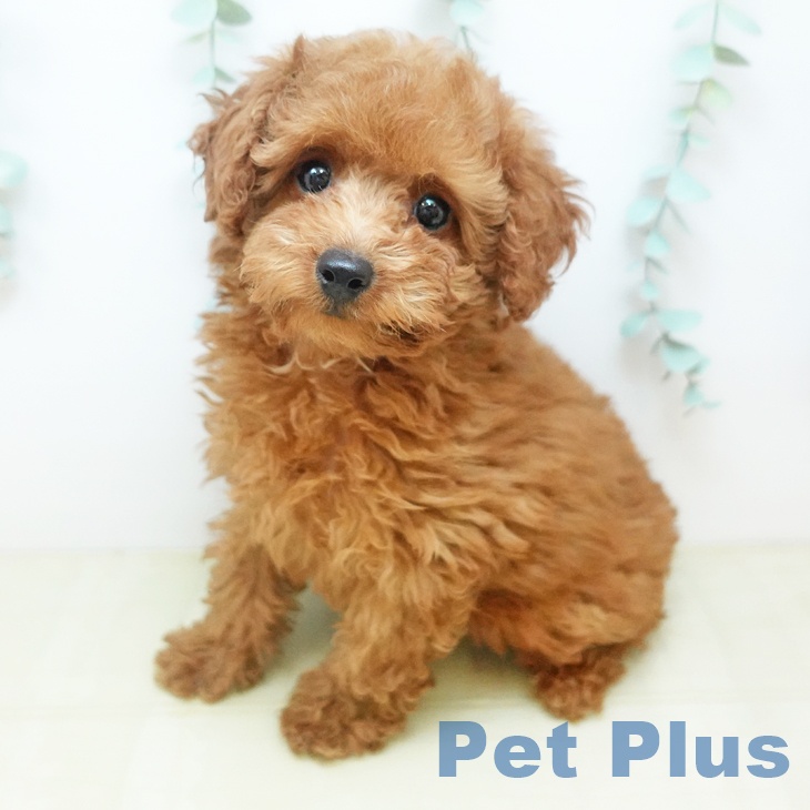 トイ・プードル