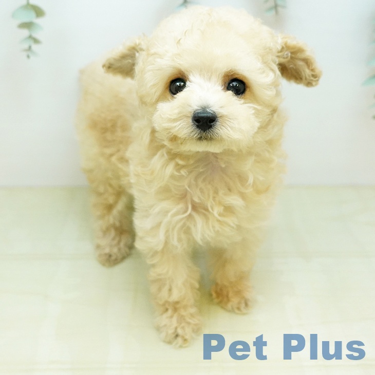トイ・プードルの写真1