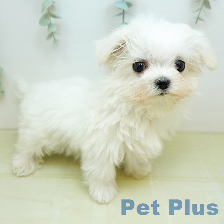 マルチーズの写真2