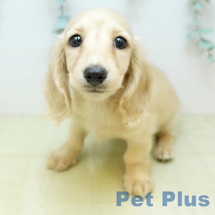 ミニチュア・ダックスフンド