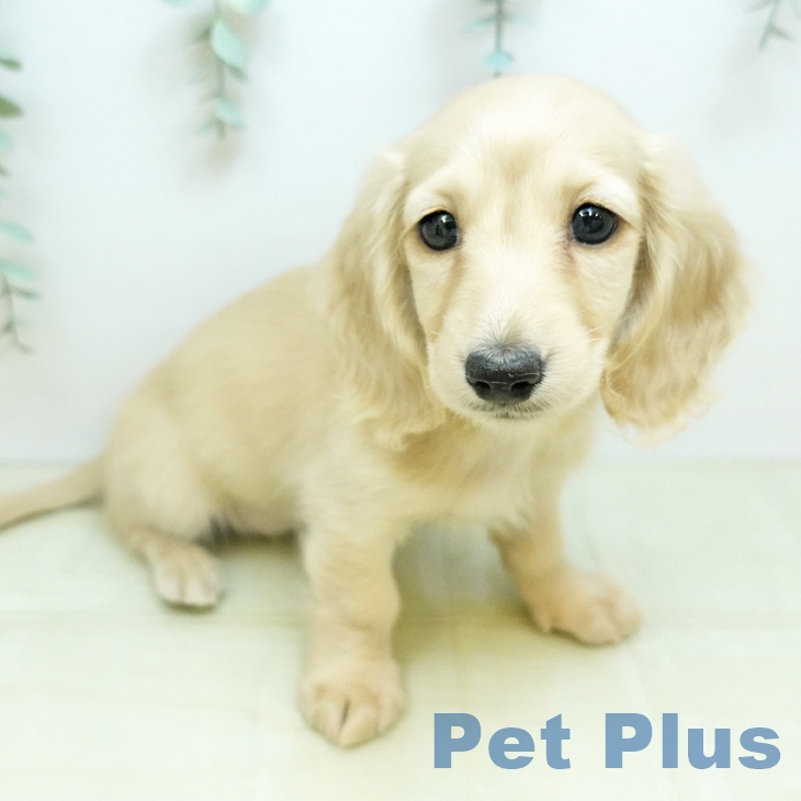 ミニチュア・ダックスフンドの写真2